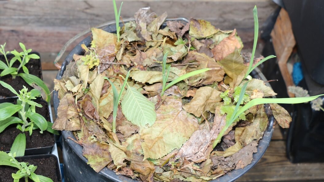 Knoblauch im Pflanzeimer sondert Stoffe an den Boden ab