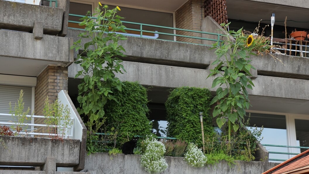 Balkon von der Straße aus, schwarze Katze sitzt vor den Grünpflanzen