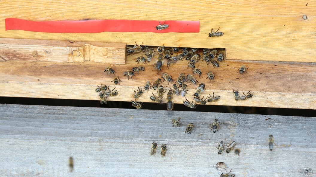 Gewöhnliche Honigbienen vor dem Ausgang vom Bienenstock