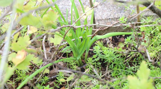 Knoblauch schützt Faultierpflanzen