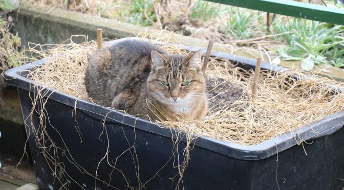 Zementkübel als Pflanzkübel mit entspannter Katze
