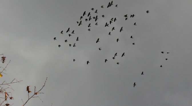 Vogelschwarm am wolkengrauen Himmel