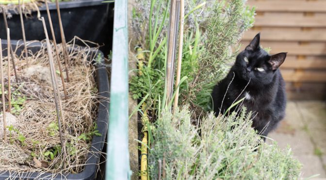 Balkonpflanzen für Katzen selbst anpflanzen