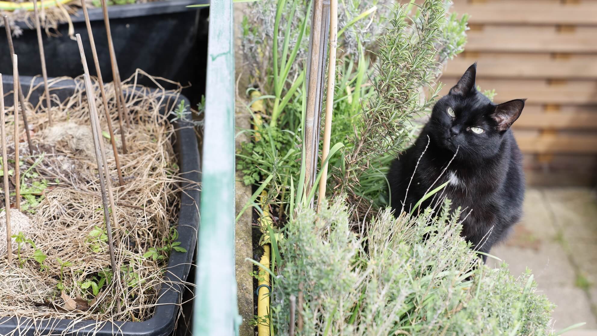 Balkonpflanzen für Katzen selbst anpflanzen