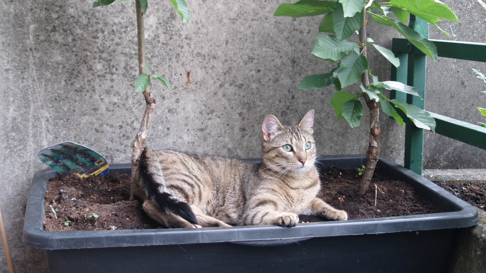 Grau getigerte Katze in einem Pflanzkübel, der vielleicht zum Katzenklo wird